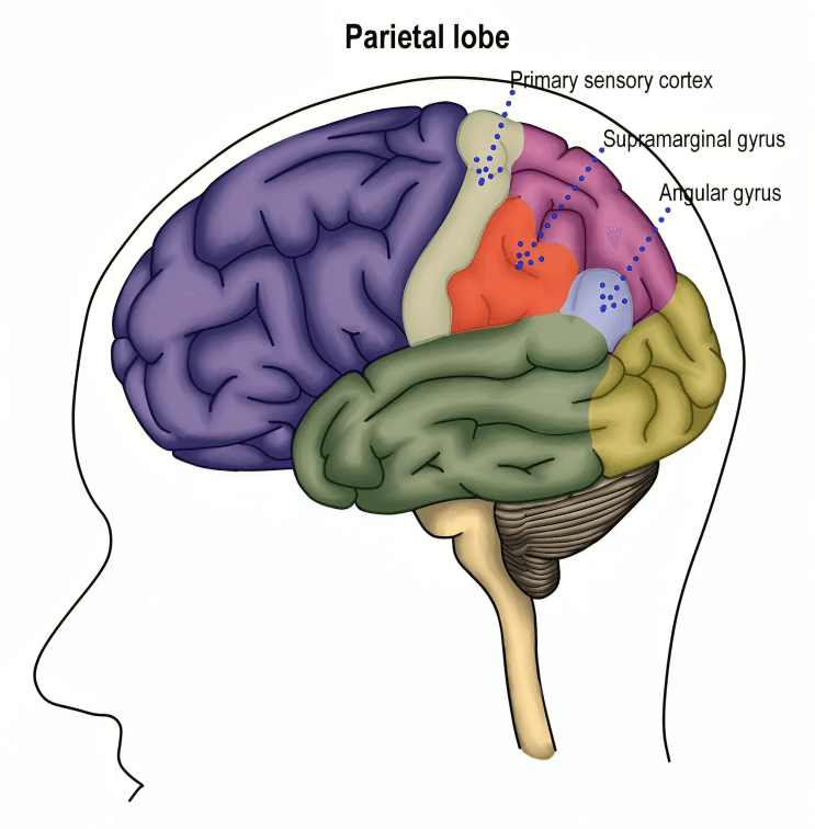 Side view of brain showing parietal lobe and gyri.