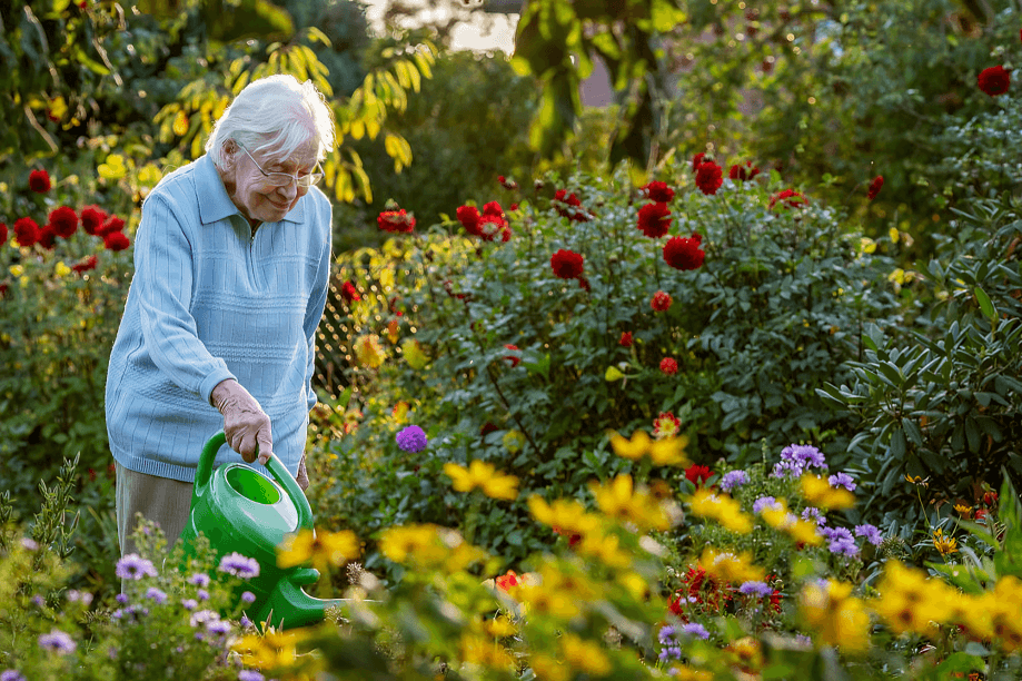 An elderly woman watering flowers in a vibrant garden.
