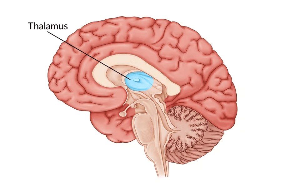 A sagittal view of the human brain with the thalamus highlighted.