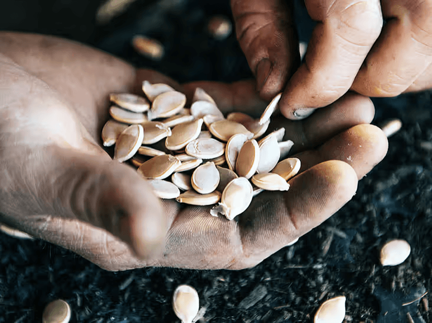 Hands holding and sorting a pile of seeds.