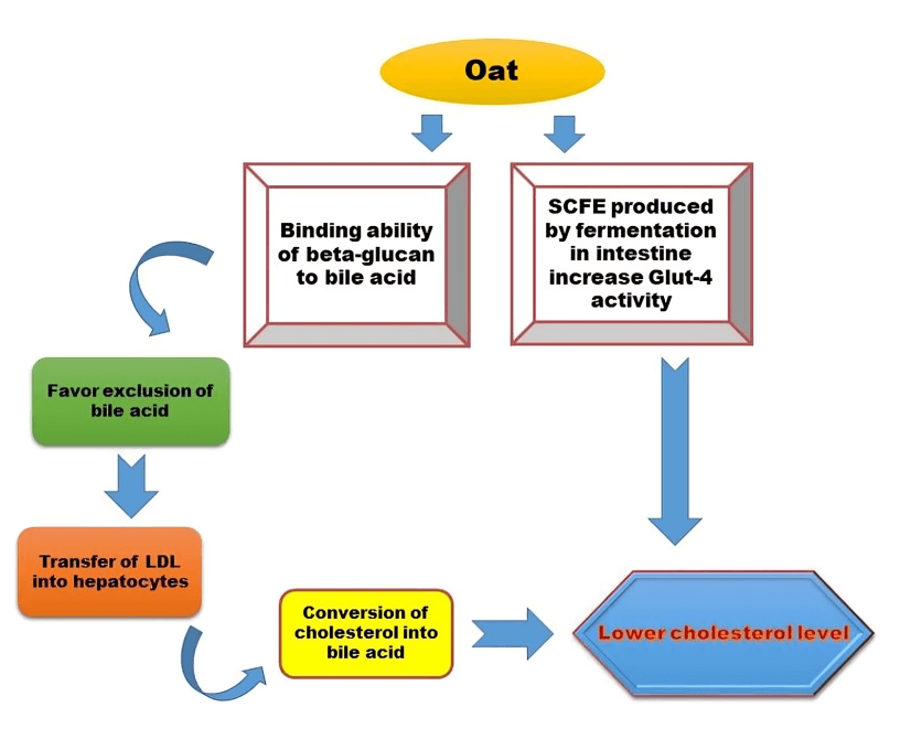 Oat cholesterol-lowering process diagram with labeled boxes and arrows.