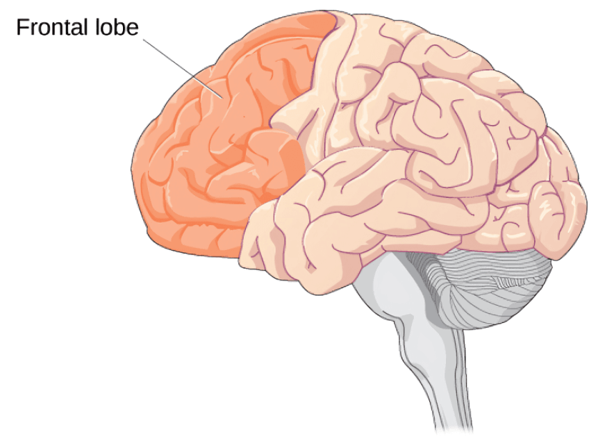 Side view of brain highlighting the frontal lobe.
