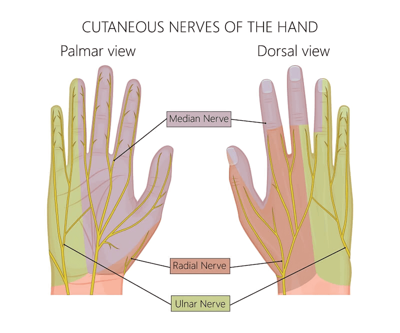 Detailed diagram of hand's cutaneous nerves, palmar and dorsal views.