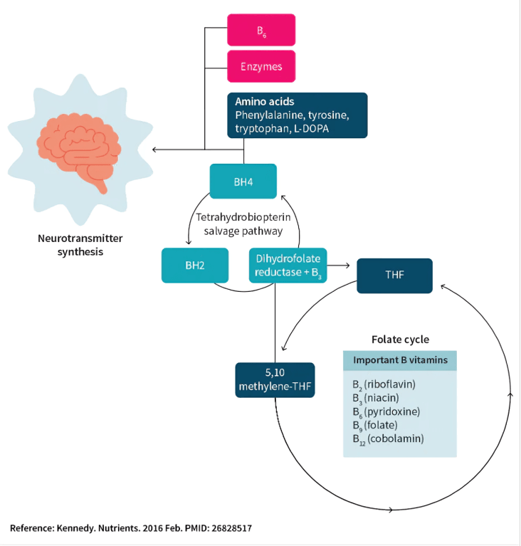 A diagram illustrating neurotransmitter synthesis and the folate cycle.