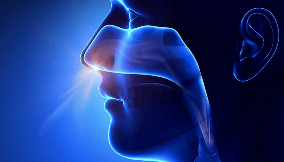 Digital illustration of the human respiratory system.