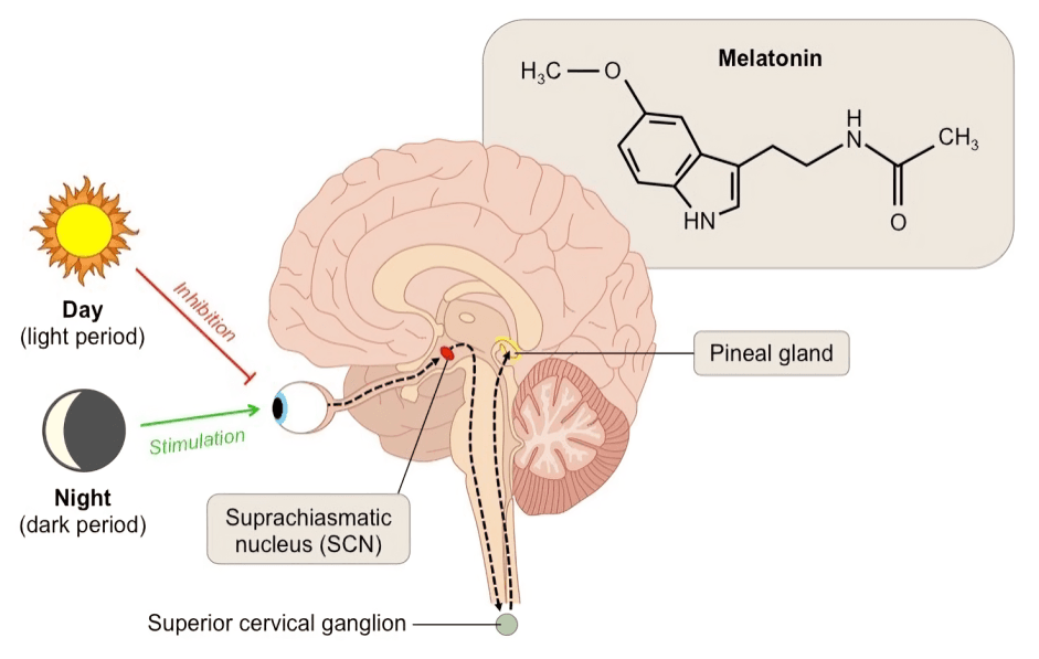 Melatonin synthesis regulation by light and the pineal gland.