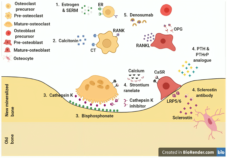 Diagram of bone remodeling process and osteoporosis treatments with labels.