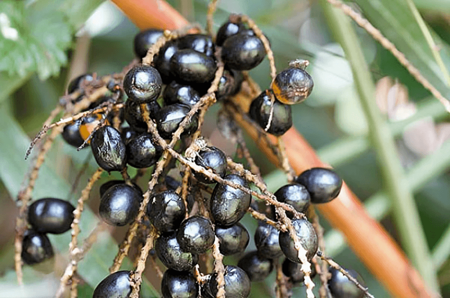 Close-up of dark saw palmetto berries on a branch.