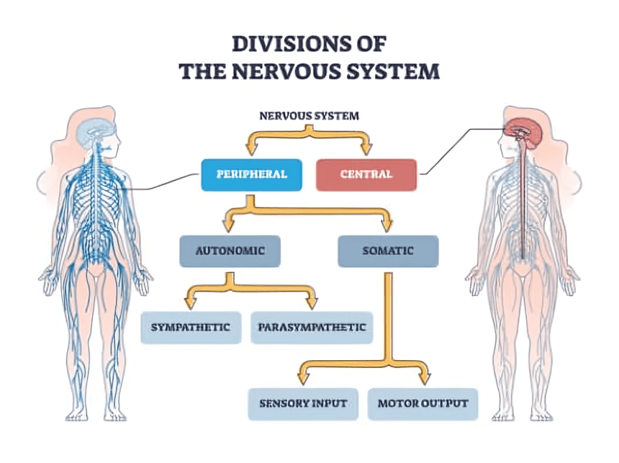 Diagram: Divisions of the nervous system and their functions.