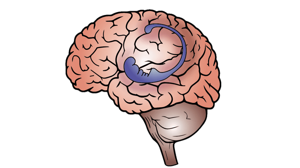 "The hippocampus, highlighted in blue, within the human brain."