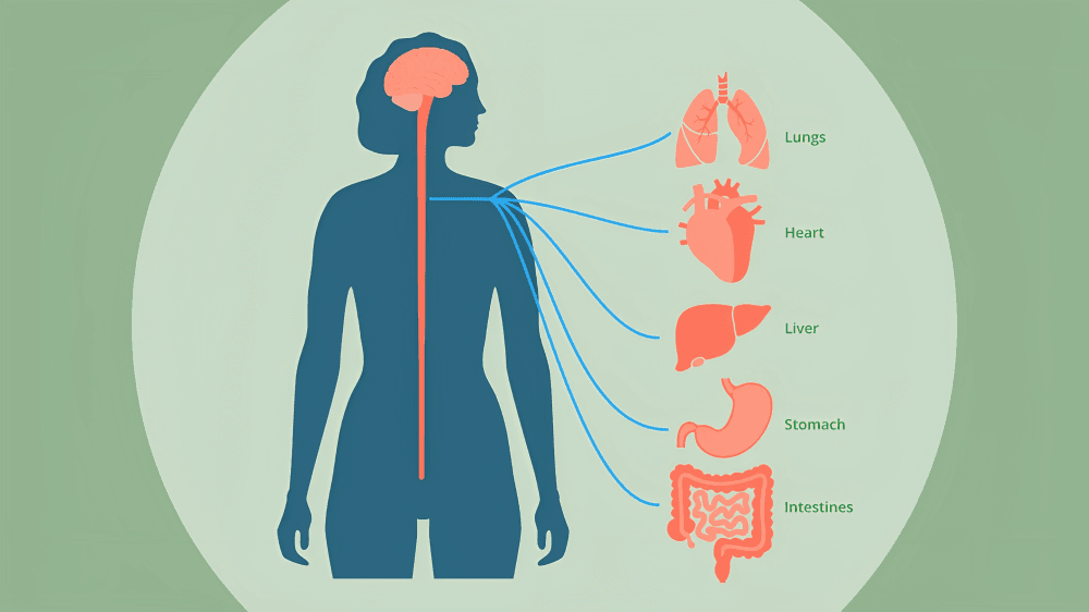 Diagram showing the vagus nerve connecting the brain to organs.