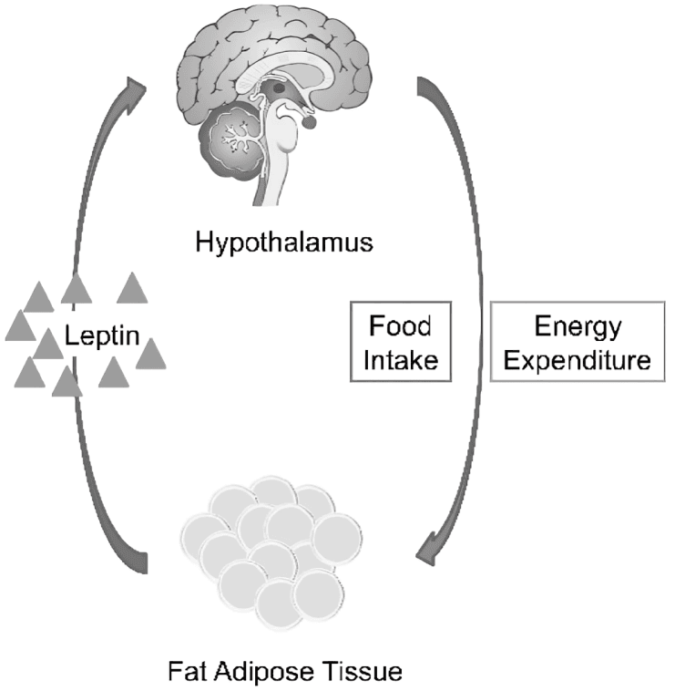 The leptin feedback loop between fat tissue and the hypothalamus.