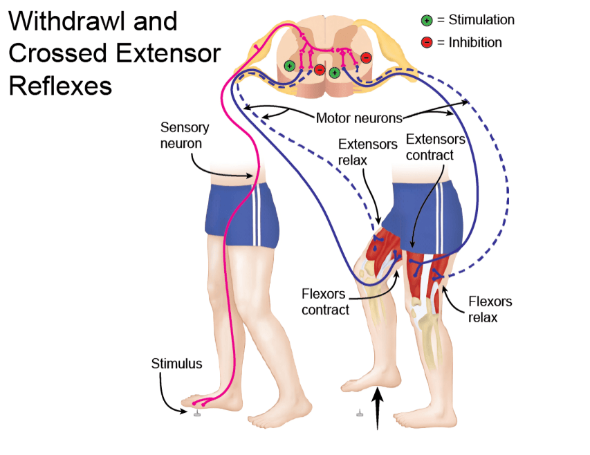 Withdrawal and crossed extensor reflex pathway diagram.