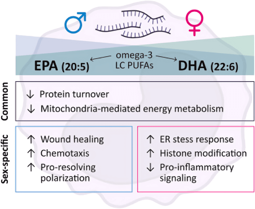 A diagram of omega-3 effects on male and female bodies.