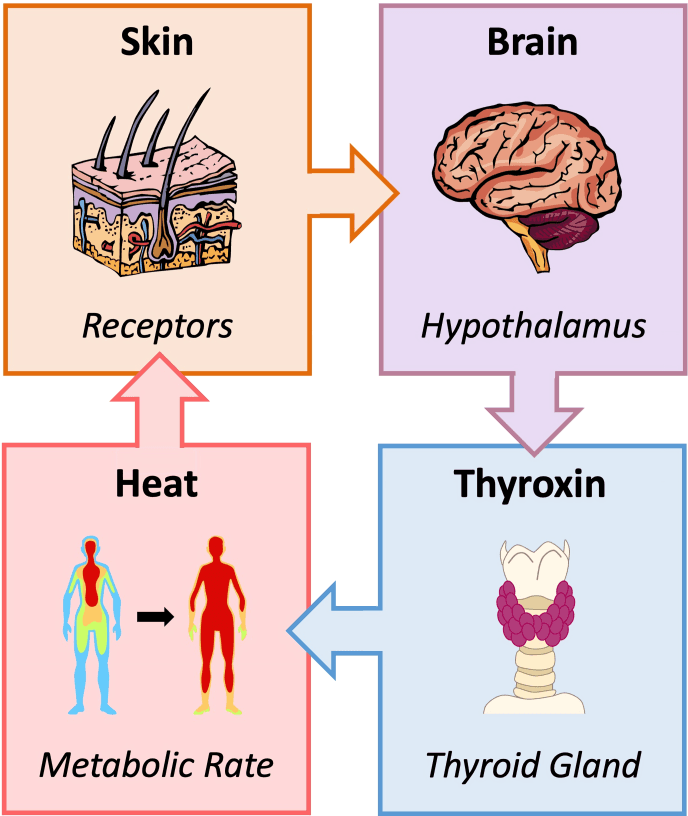 A diagram illustrating the body's thermoregulation feedback loop.