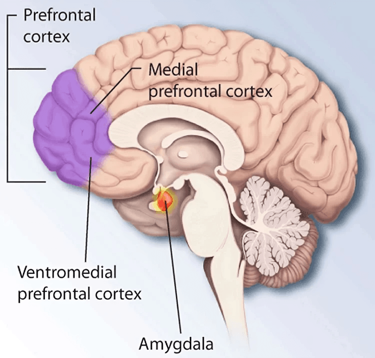 Brain diagram showing prefrontal cortex, amygdala, and related regions.