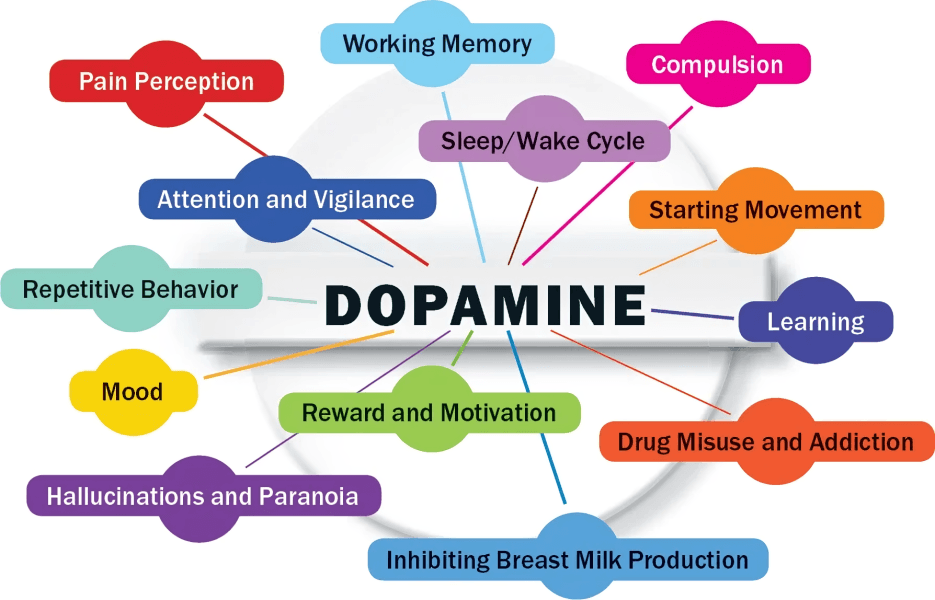 Dopamine and its effects illustrated.