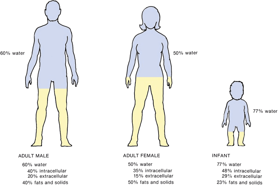 Body composition chart: water, fat, and solids in humans. 
