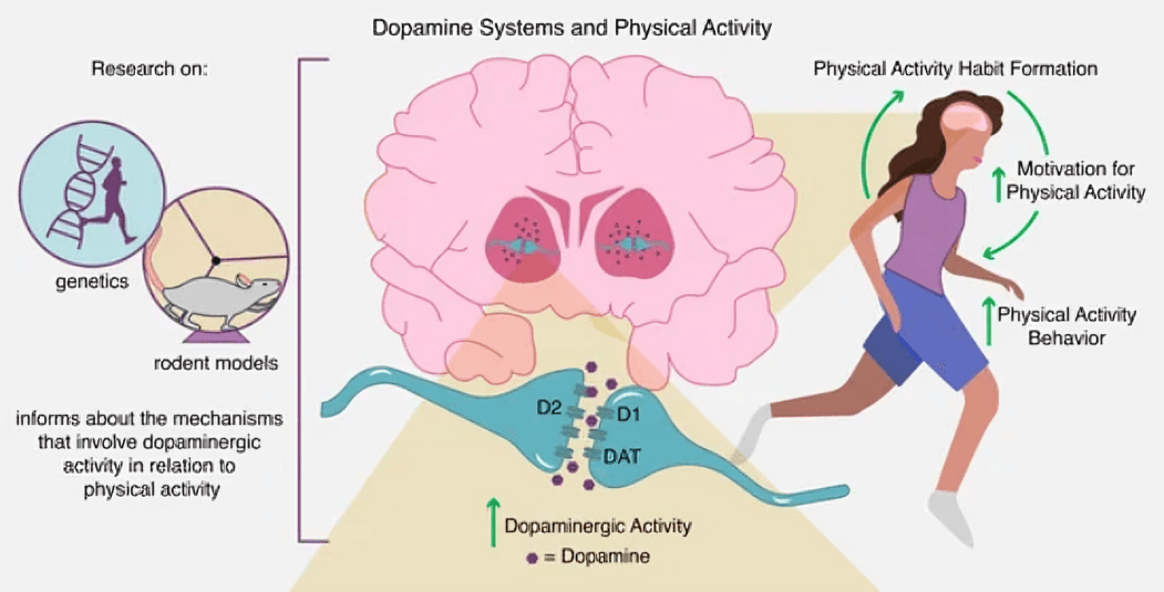Role of Dopamine in Motivation and Behavior Illustrated.