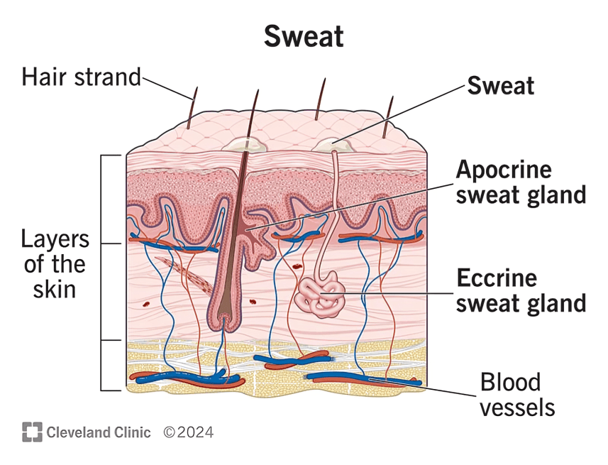 Sweat gland anatomy: eccrine, apocrine, hair, skin layers, vessels. 
