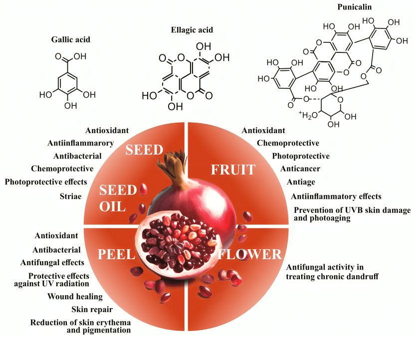 Pomegranate diagram: chemical structures, fruit parts, and health benefits.