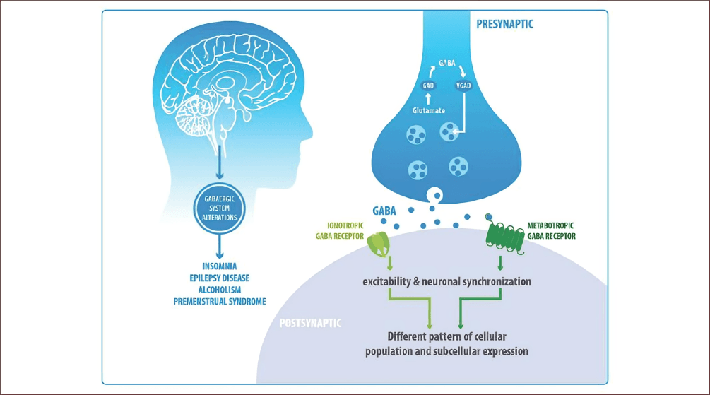 Diagram: GABAergic system alterations and related diseases.