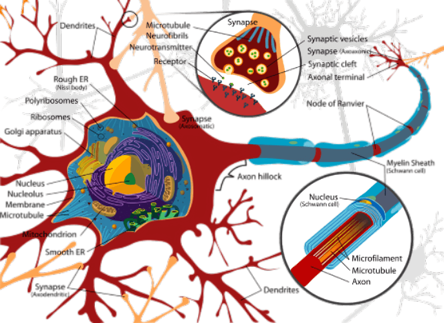 Detailed diagram of a neuron, axon, and synapse.