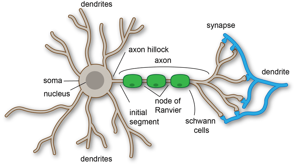 Detailed diagram of a neuron with labeled parts.