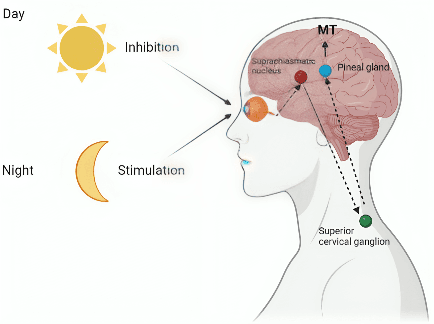 Melatonin production pathway influenced by light and darkness.