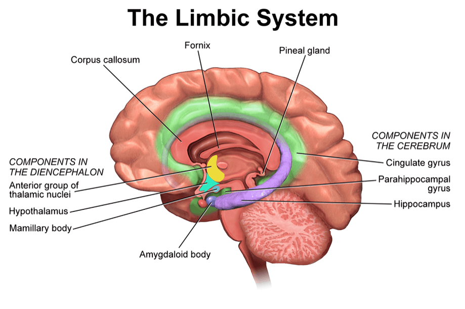 Medical illustration of the limbic system and its components.