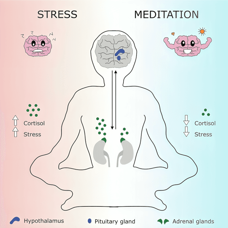 Stress versus meditation: brain activity and cortisol levels.