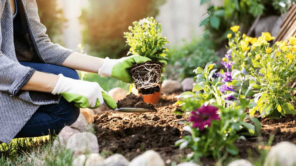 Person plants flowers in a garden with care.