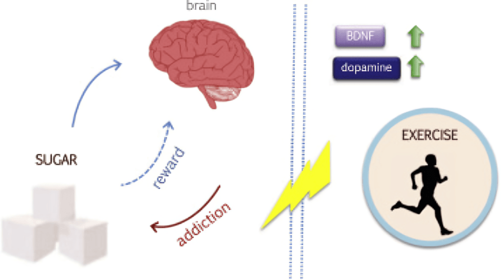 Sugar's reward and addiction cycle versus exercise benefits.