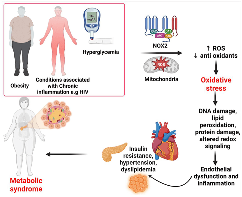 Metabolic syndrome diagram: obesity, hyperglycemia, oxidative stress, inflammation, heart. 