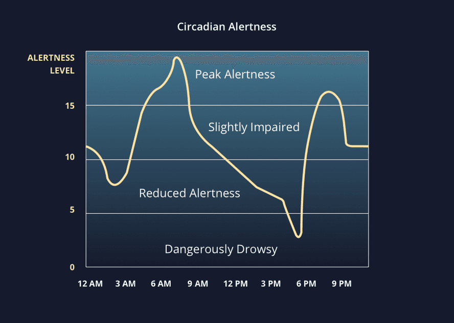 A graph illustrating circadian alertness levels throughout a day.