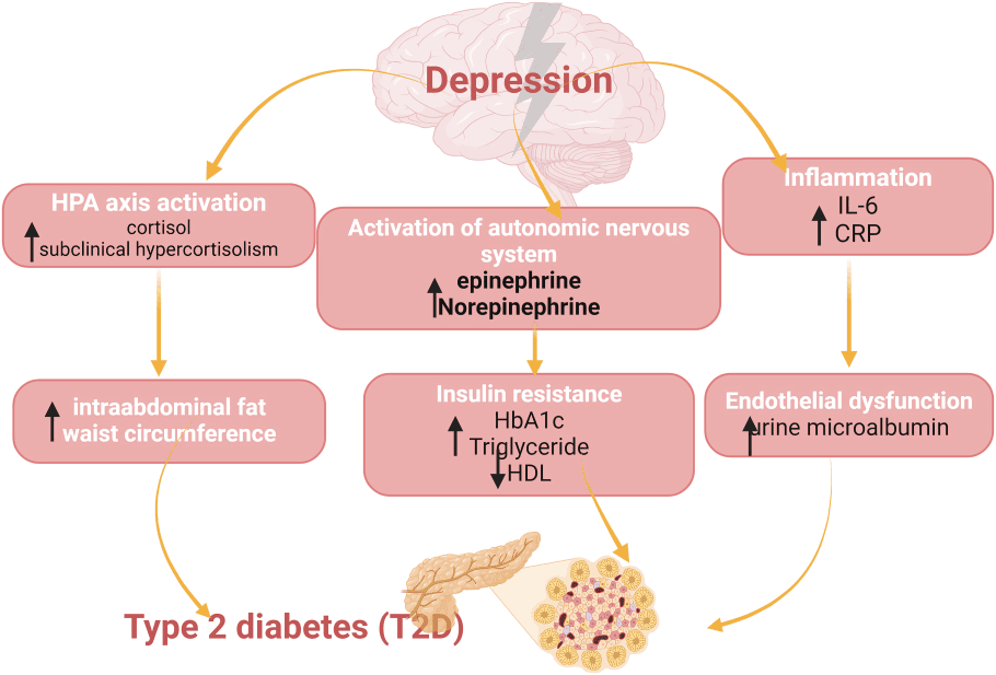 Depression to Type 2 Diabetes (T2D) cycle diagram illustrated.