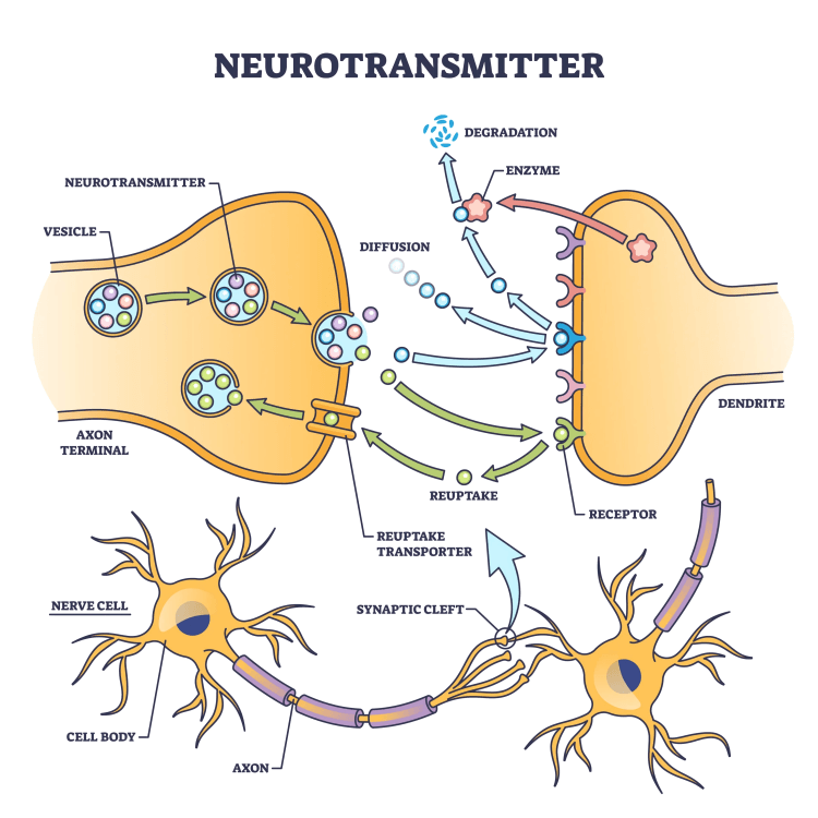 A diagram illustrating neurotransmitter function at the synapse between neurons.
