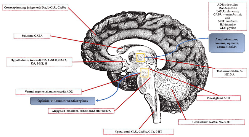 Brain regions and neurotransmitters affected by psychoactive substances.