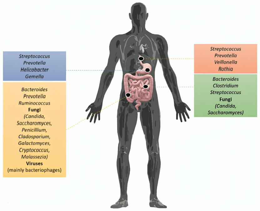 Human body outline showing various microbial locations.