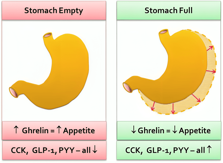 Diagram illustrating hormonal regulation of appetite based on stomach fullness.