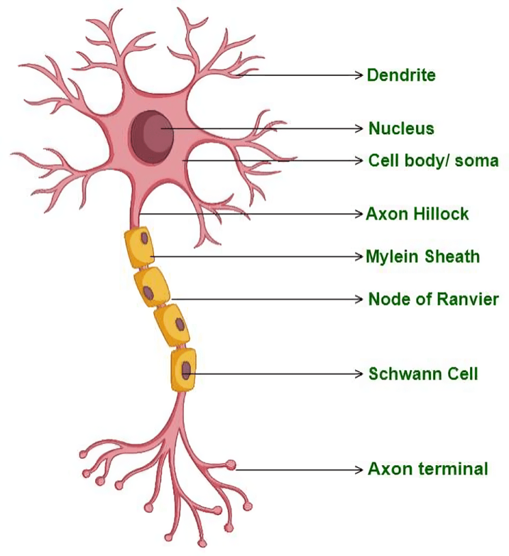 Labeled diagram of a neuron's structure.