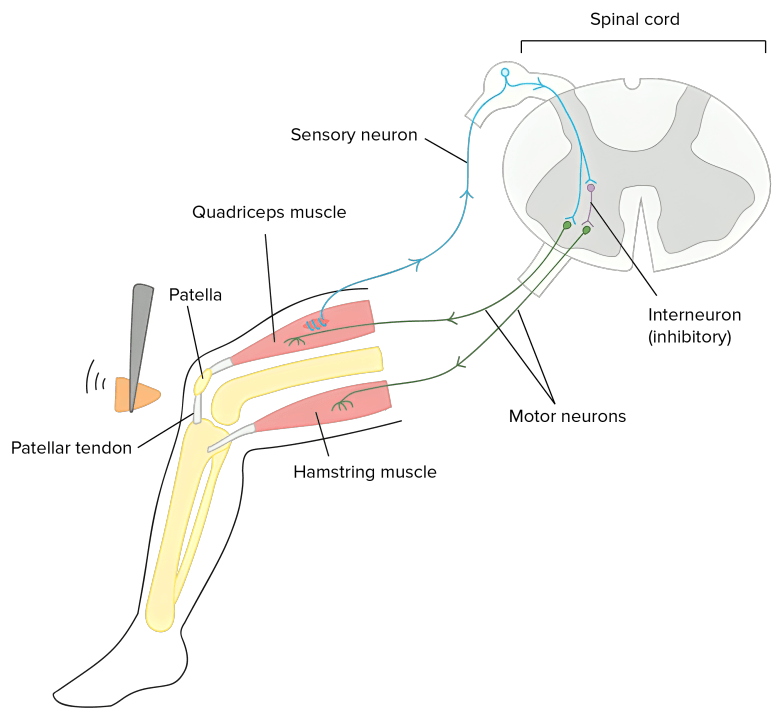 Knee-jerk reflex arc diagram with neural pathways.