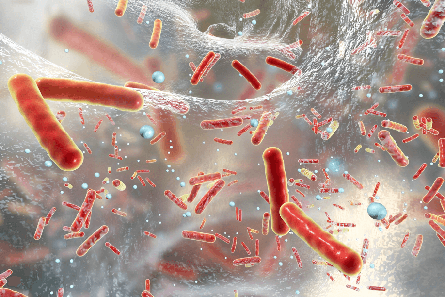Microscopic view of rod-shaped bacteria, possibly Salmonella.