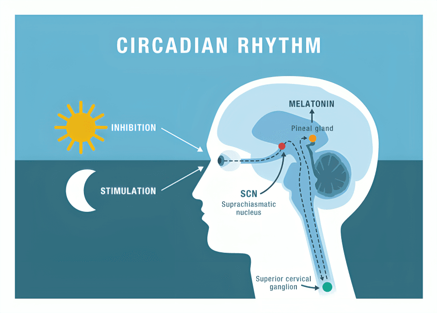 A diagram illustrating the human circadian rhythm and melatonin production.