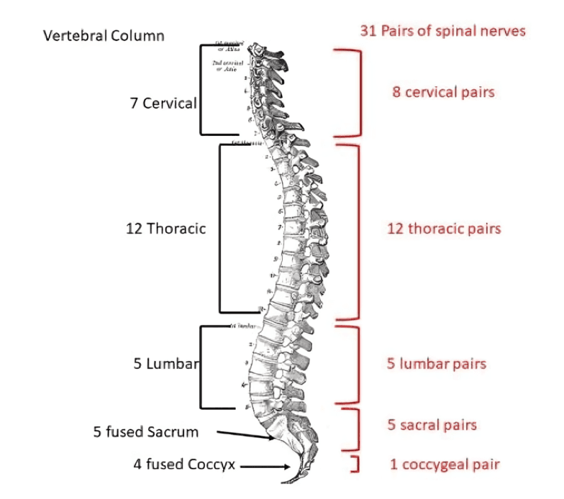 Side view of the human vertebral column and spinal nerves.